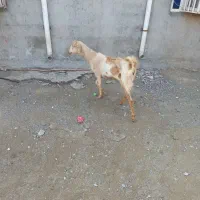 بزداشتی|حیوانات مزرعه|میناب, |دیوار