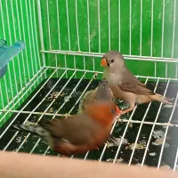 فنچ بلک بادی با تخم و لپ سیاه کینگ|پرنده|مشهد, گلشور|دیوار