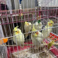 دنج عدد هروس هلندی باقفس همه ۳/۵۰۰