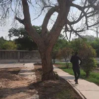 قطع نخل و درخت با خرید چوب درخت