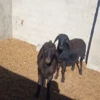 شیشک قره قزل|حیوانات مزرعه|شاهرود, |دیوار