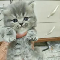 گربه پرشین. اسکاتیش خاکستری.