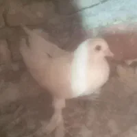 ۱۰عدد کبوتر لوتی