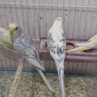 فروش تکی چند عدد مرغ عشق