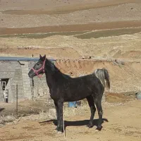 اسب