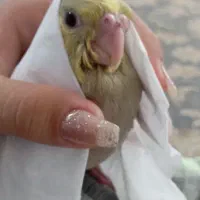 عروس هلندی گمشده|پرنده|سبزوار, جهاد کشاورزی|دیوار