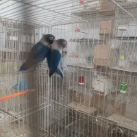 جفت آبی کاربنی نقابدار با ۴تا تخم