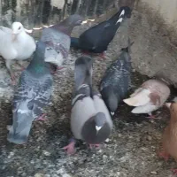 کفتر پرشی