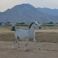 مادیون کرد|اسب و تجهیزات اسب‌سواری|میان جلگه, |دیوار