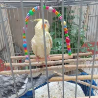 عروس هلندی گم شده