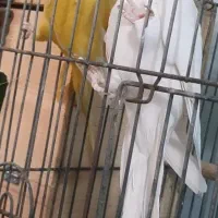 راهب  مولد ملنگو مولد