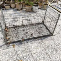 قفس مرغ و جوجه