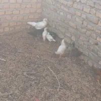 مرغ خروس جوجه محلی|حیوانات مزرعه|تربت جام, شاد|دیوار