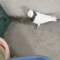 طوقی کاشونی اصل