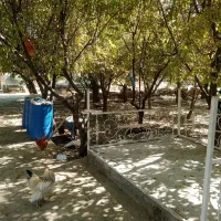 باغ ویلا فروشی|فروش خانه و ویلا|چناران, |دیوار