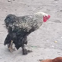 خروس برهما پرپا