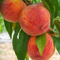 فروش انواع نهال اصلاح شده از یکساله تا پنج ساله|خدمات باغبانی و درختکاری|طالقان, |دیوار