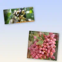 محصول بیشتر کیفیت بالاتر