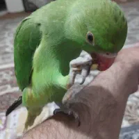طوطی ملنگو