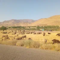 10-زمین-350-متری-در-چوبک-زیبا-مناسب-کلبه-و-کانکس