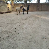 گوسفند ابستن ۳ ماهه