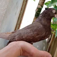 کبوتر آبادانی ماده|پرنده|شیراز, تاچارا|دیوار
