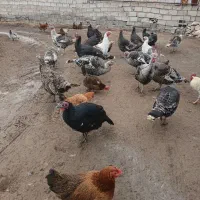 فروش بوقلمون|حیوانات مزرعه|مشگین شهر, |دیوار