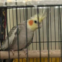 عروس هلندی|پرنده|آفتاب, |دیوار