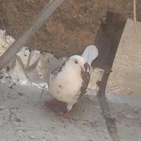 کبوتر پرشی یا کفتر