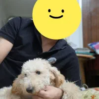 واگذاری رایگان سگ خانگی