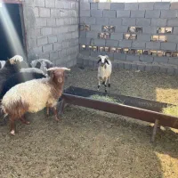 بره