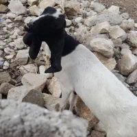 بز در حیوانات مزرعه|حیوانات مزرعه|بهبهان, |دیوار