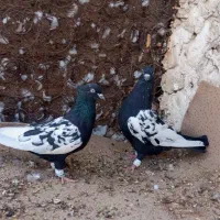 کبوتر سینه ای جم|پرنده|جم, |دیوار