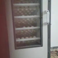 گالری از مرغ خروس جوجه محلی