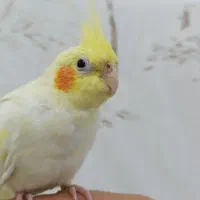 عروس هلندی ماده