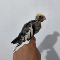 جوجه عروس هلندی|پرنده|الیگودرز, |دیوار