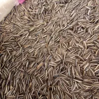 لوبیا تخمه قیمت عمده|خوردنی و آشامیدنی|کرمان, |دیوار