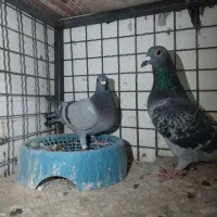 کفتر پلاکی مسافتی|پرنده|مشهد, شهرک مهرگان|دیوار