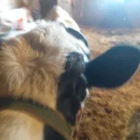 گوسفند|حیوانات مزرعه|سنقر, |دیوار