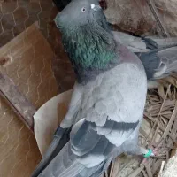 جفت سبز کلایی اسطوره