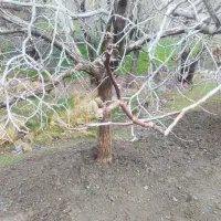 انجام باغ اسپار،هرس،اسپارباغچه حیاط