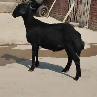 بره قوچ ۵ماهه موفر ریز به زمانت