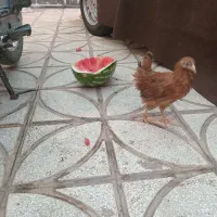 جوجه‌محلی‌