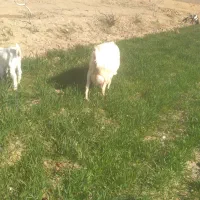 بزسانن باضمانت شیر