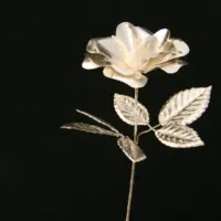 گل نقره ۸۲۹