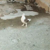 کبوتر سسلی پرشی گرفتنی