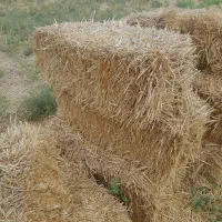 کاه گندم برای دام و کمپوست قارچ