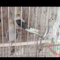 سه عدد طوطی عروس هلندی جوجه