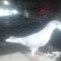 کفتردهن جورپشت دارسیاه تو دم دار