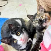 واگذاری دو عدد بچه گربه